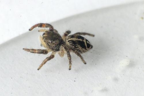 Pellenes tripunctatus